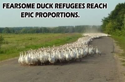 Duck-Refugees.jpg
