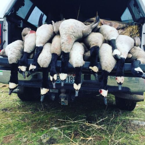 DSD Lesser Decoy Spread? Duck Hunting Forum