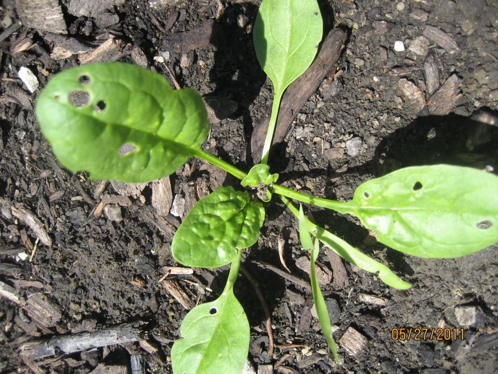 Grrr... what's eating my spinach?