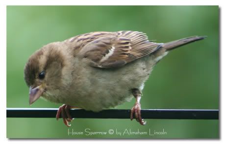 house sparrow photo: House Sparrow house_sparrow_3982.jpg