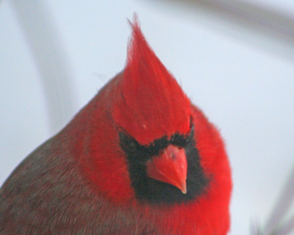 cardinal photo: Cardinal IMG_3519.jpg