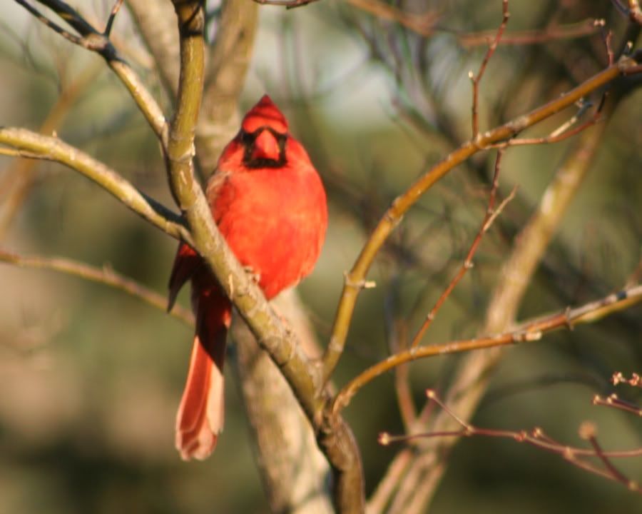 cardinal photo: Cardinal IMG_5342.jpg