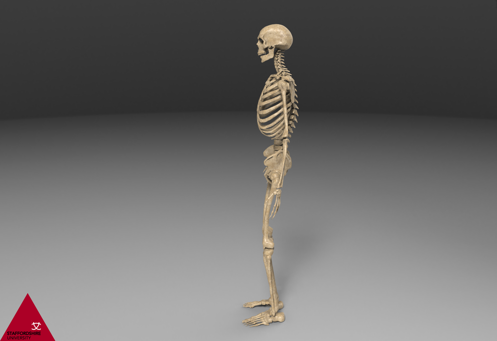 Skeleton.71_zpspeyhw2rd.png
