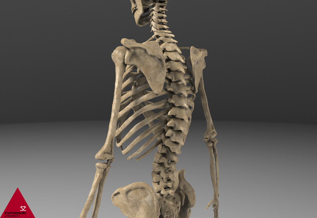Skeleton.73_zpsi623xpao.png