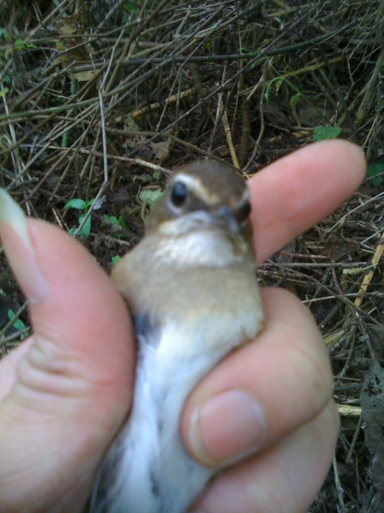 OanhcodoMai01.jpg