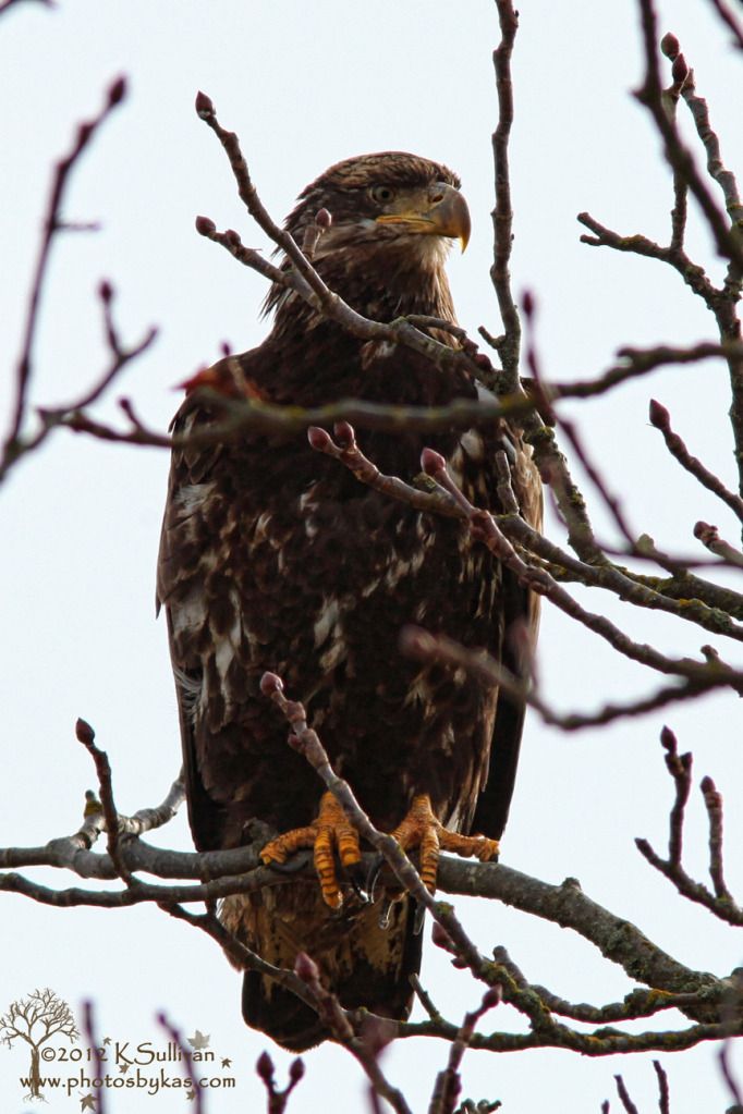 IMAGE: http://i1085.photobucket.com/albums/j431/Kasrielle/20120223_0304signedweb.jpg