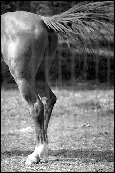Il Rovescio Della Medaglia rovescio-medaglia-coda-cavallo
