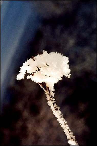 Primavera Di Ghiaccio primavera di ghiaccio-fiore ghiacciato-occhio fotografico-csj fotografia