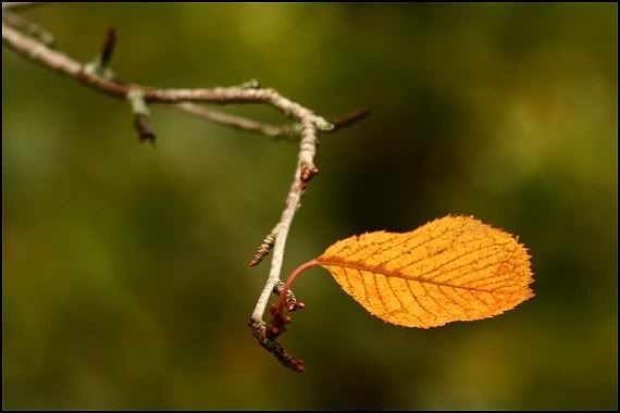 Se In Autunno foglia gialla-autunno-occhio fotografico-csj fotografia