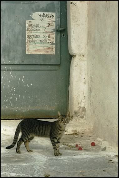 Occhio Per Occhio occhio per occhio-gatto ferito-mangiare-occhio fotografico-csj fotografia