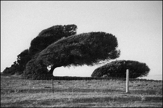 Piegato Dal Vento albero piegato dal vento-occhio fotografico-csj fotografia