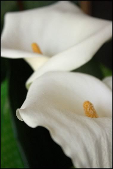 Raffinatezza raffinatezza-calla-bianca