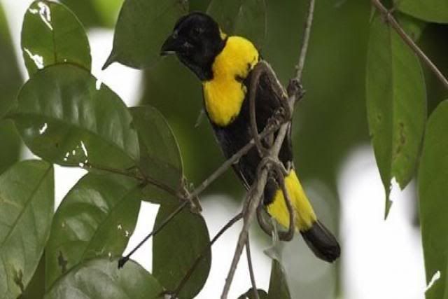 20 nuevas especies de animales 20 nuevas especies de animales