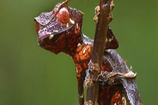20 nuevas especies de animales 20 nuevas especies de animales