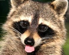 photo raccoon_5916_zpsb5ea9a82.jpg