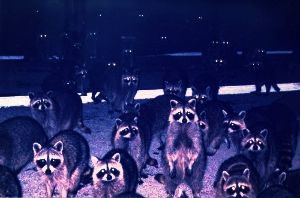 photo raccoons_zpsd27b3adb.jpg