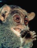 tarsier
