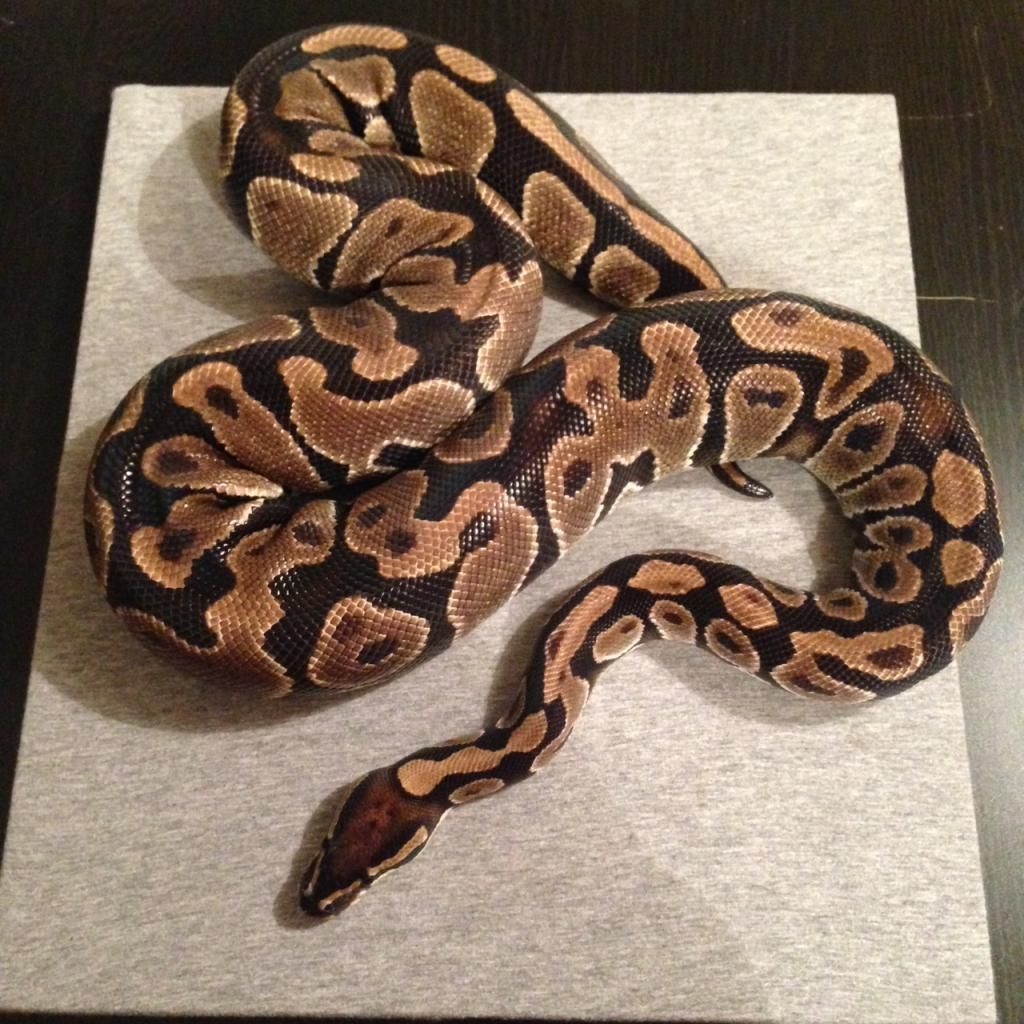 SW England - Royal Pythons | Reptile Forums