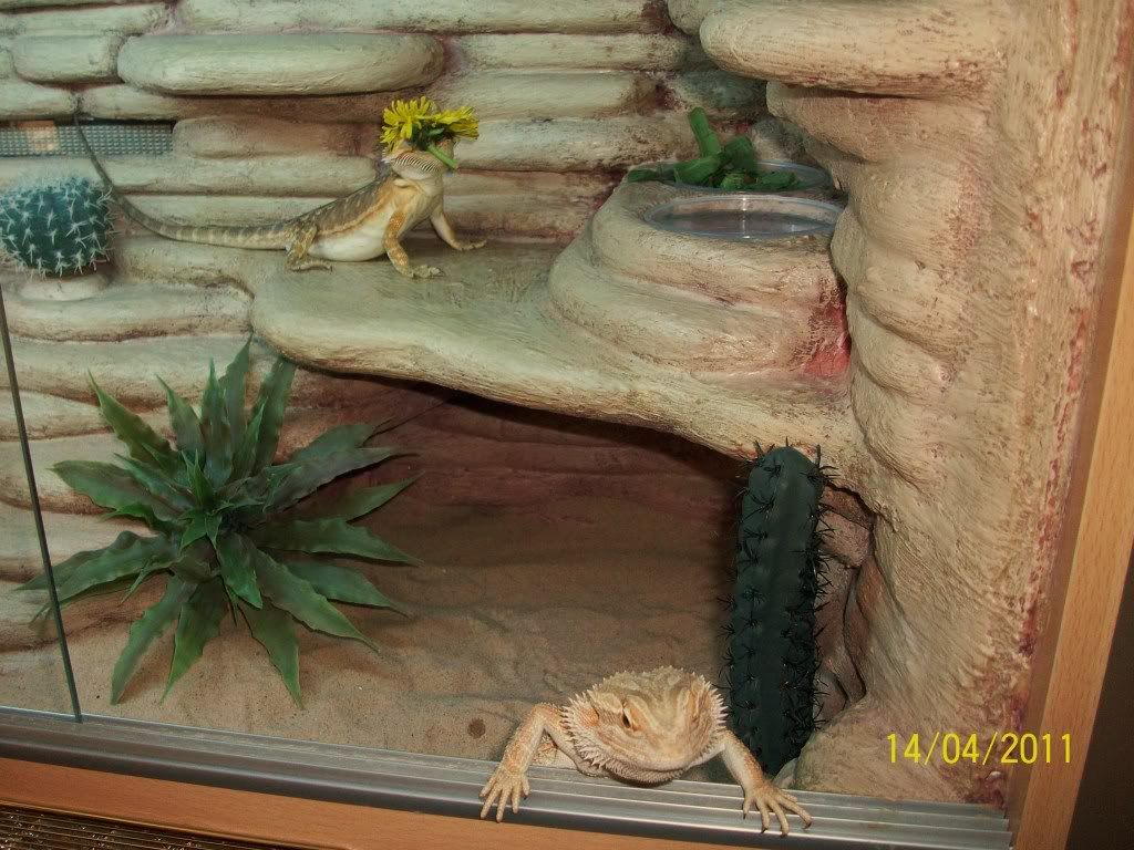 Bearded Dragon Habitat Ideas - Page 4 - Reptile Forums