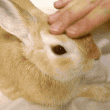 petthebunny.gif