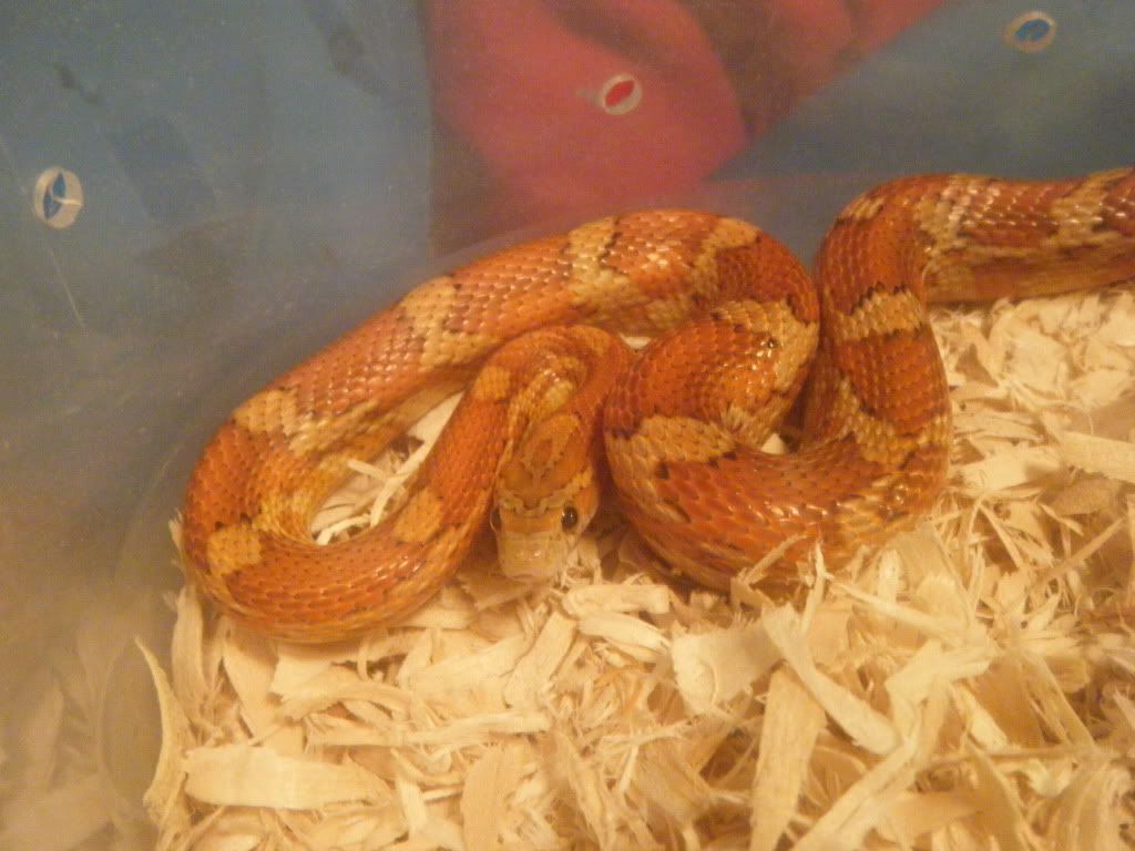 DSCF7523.jpg
