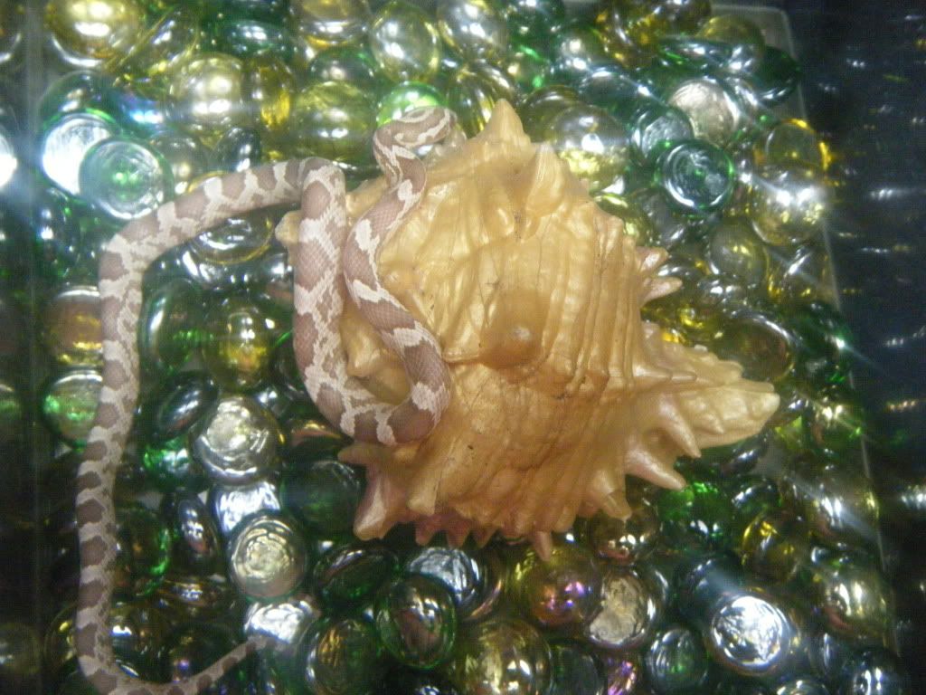 DSCF7556.jpg