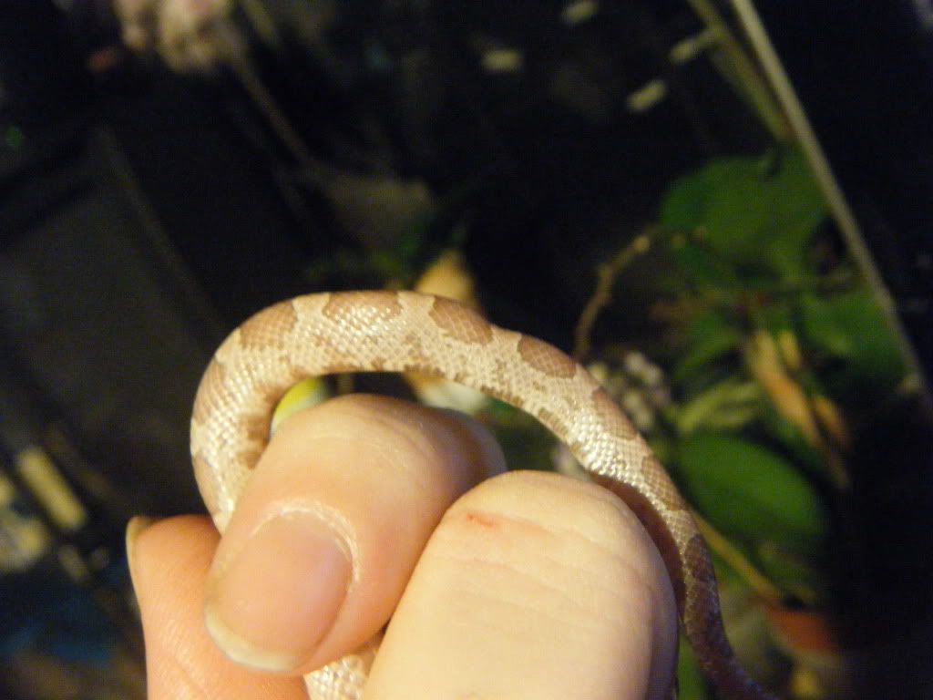 DSCF1152.jpg