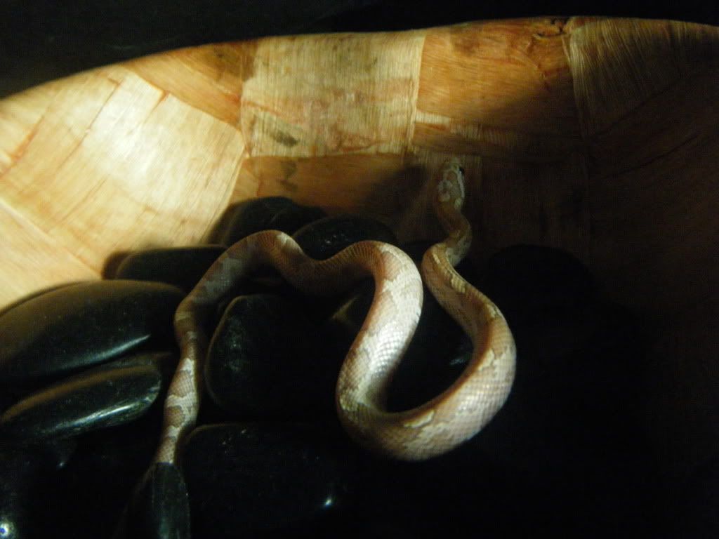 DSCF1234.jpg