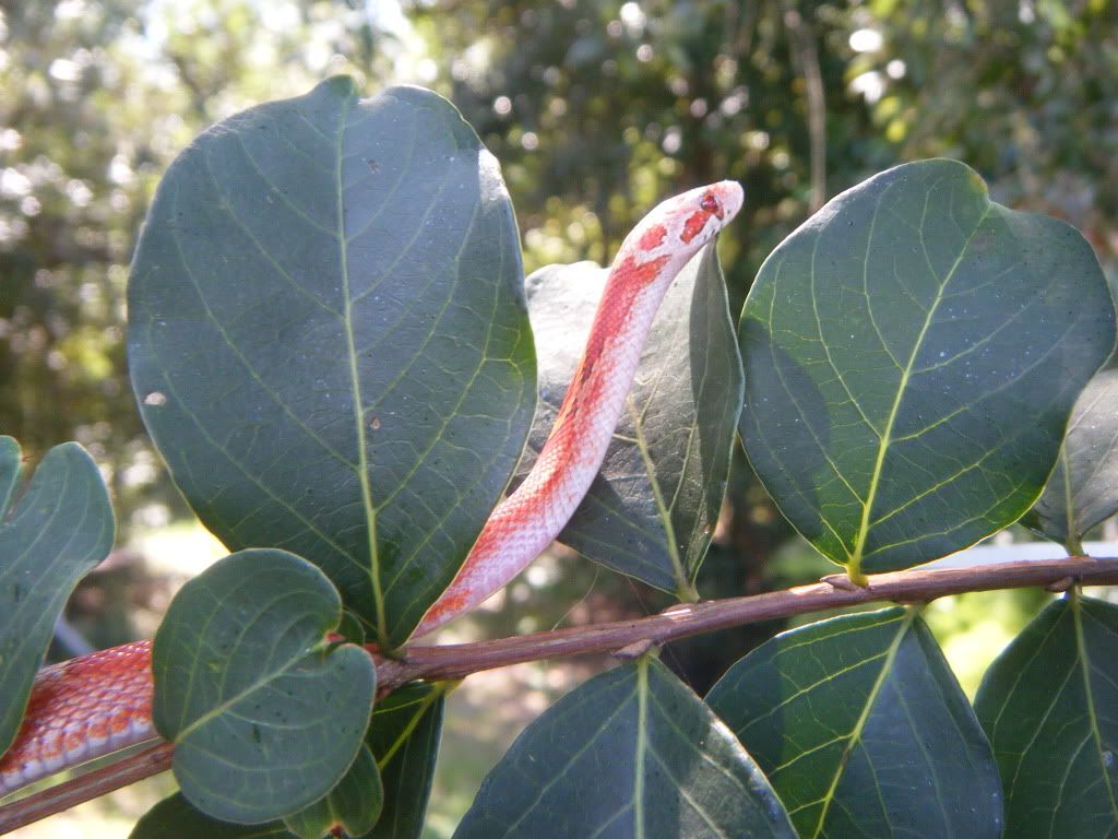DSCF7070.jpg