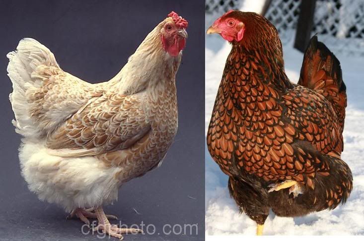 http://i1085.photobucket.com/albums/j437/nicalandia/BuffvsGoldLaceWyandottes.jpg