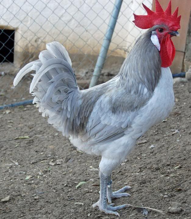 Andalusian Chickens