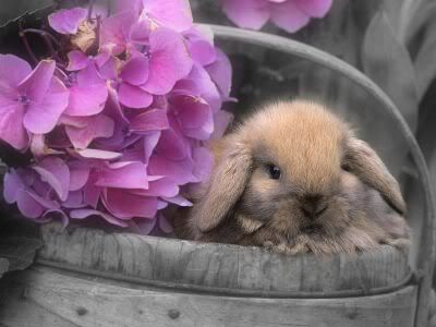 Bunny Basket Pictures, Images and Photos