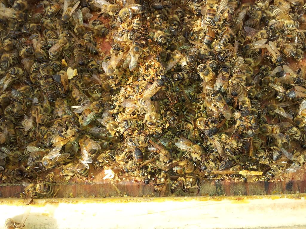 Help... What Happened To My Bees? Dead Out-Pics | Beesource Beekeeping ...