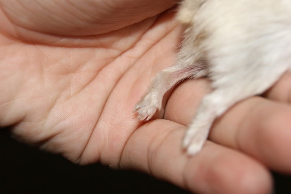 Hamster Bald Patch Ear
